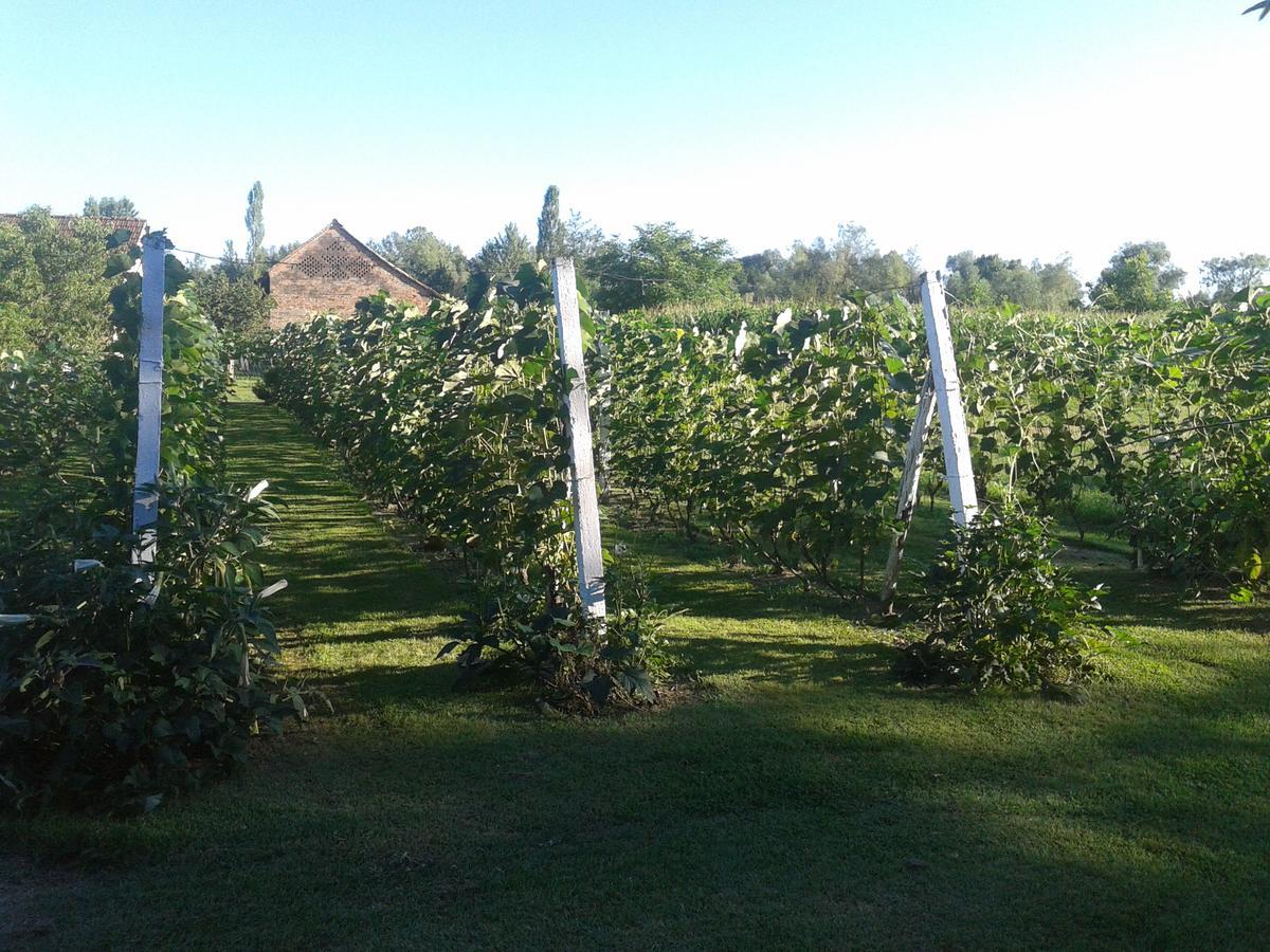 Country House Ivancan Molve ภายนอก รูปภาพ
